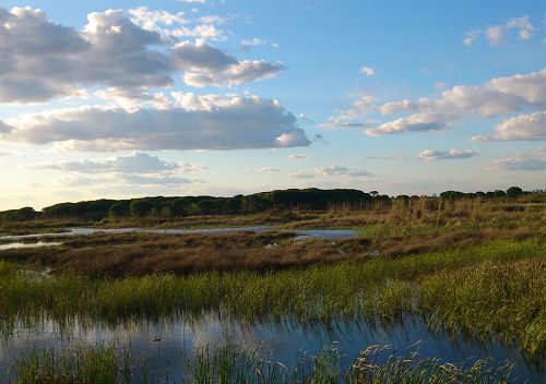 Excursión Doñana Sevilla, ruta Doñana Sevilla, tour Doñana Sevilla, visitar Doñana Sevilla, visitas Doñana Sevilla